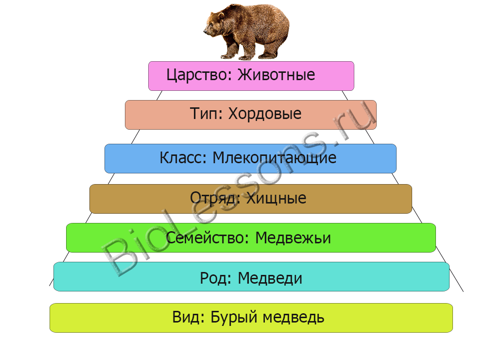 Пример классификации животного
