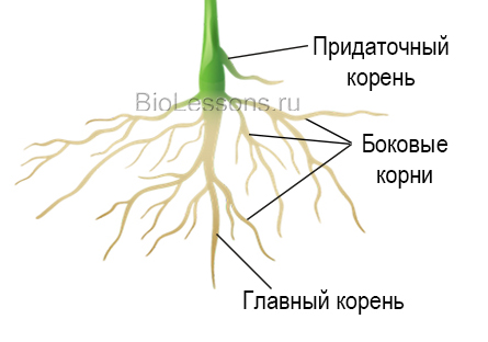 корень строение корневой системы