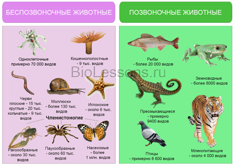 Классификация животных и их видовое многообразие