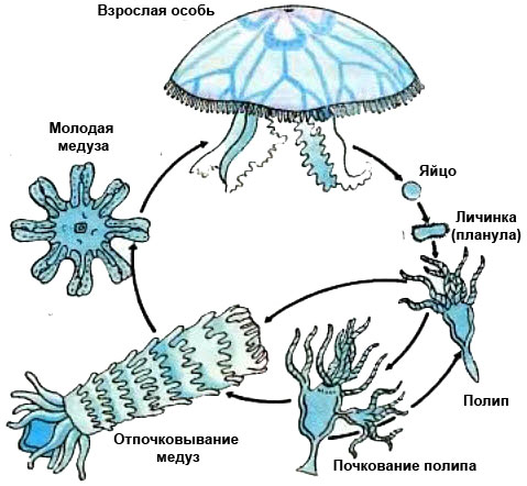 размножение медузы