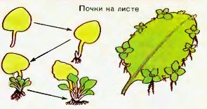 Размножение листьями