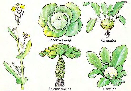 Дикорастущая капуста и разновидности сортов капусты
