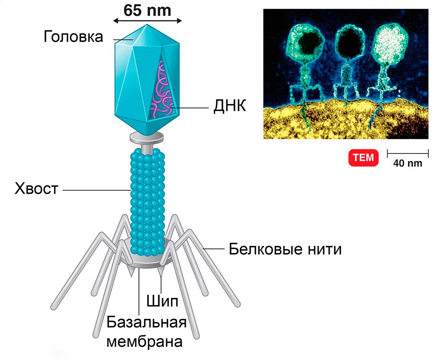 stroenie-bakteriofaga