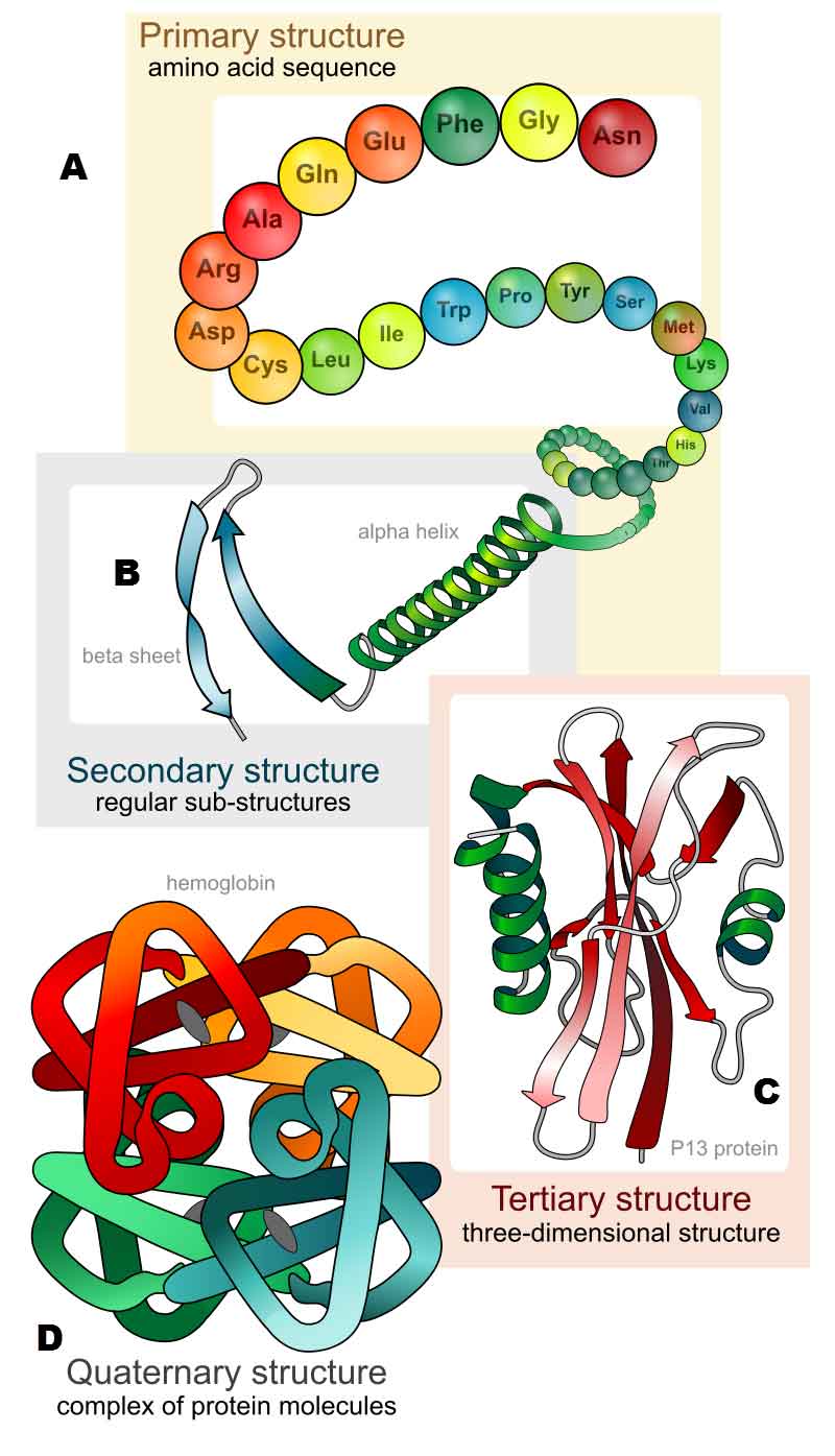 protein_structure_levels