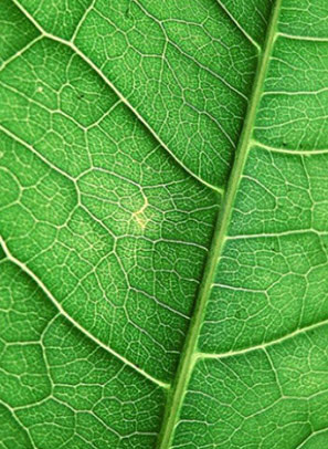 Простое жилкование характерно для листьев, морфология листа растений