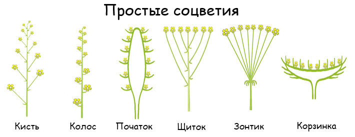 Растения семейства сложноцветные (астровые) - примеры и общие признаки, цветки и формула, список с названиями