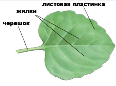 Простое жилкование характерно для листьев, морфология листа растений