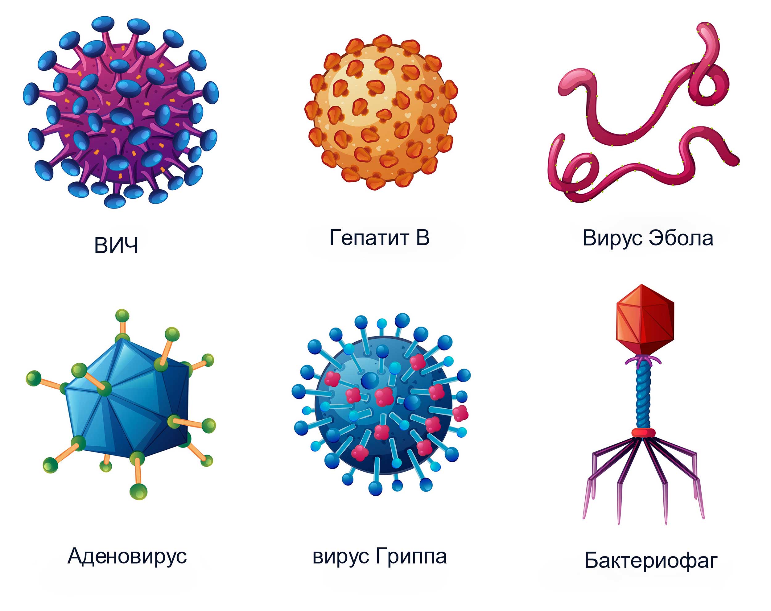 formy virusov