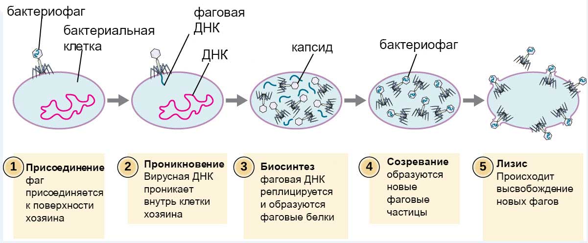 razmnozhenie bakteriofaga