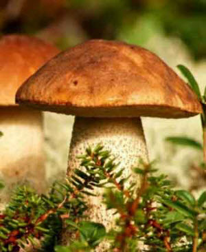 Болезнь растений вызываемая паразитическими грибами