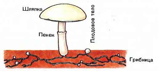 Грибы. Одноклеточные, плесневые, шляпочные грибы. Грибы-паразиты.