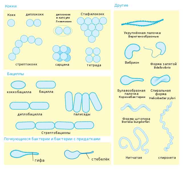 Formy bakterialnykh kletok