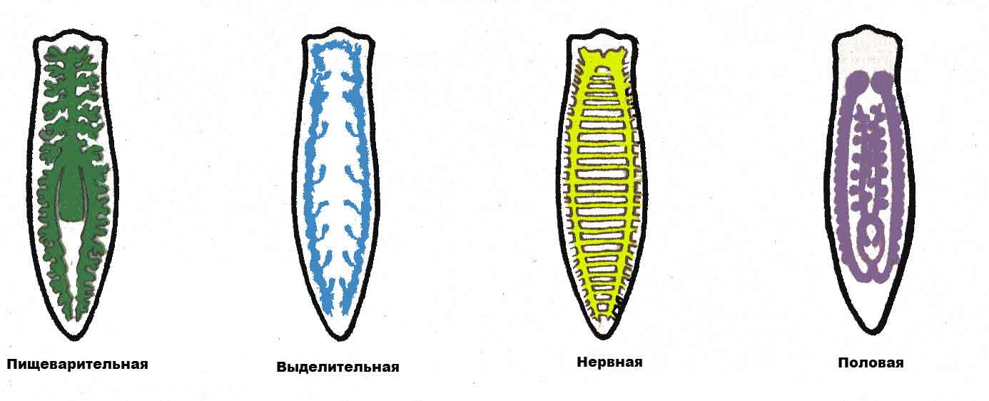 sistemy-organov-beloy-planarii