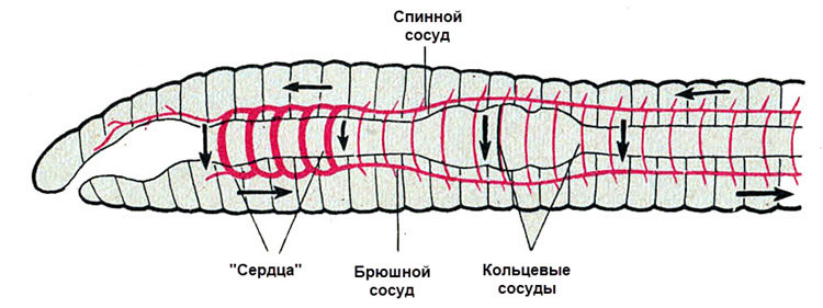 Кровеносная система дождевого червя