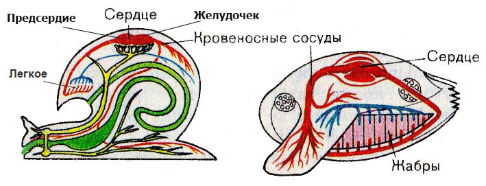 Krovenosnaja-sistema-molljuskov