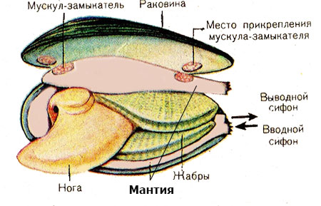 строение двустворчатого моллюска