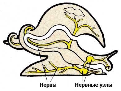 нервная система брюхоногих моллюсков