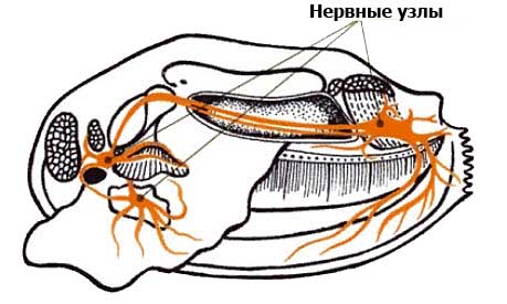 нервная система двустворчатых моллюсков