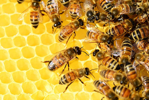 семья-пчел-общественные-насекомые