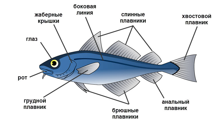 К классу каких рыб относится треска - информация и описание