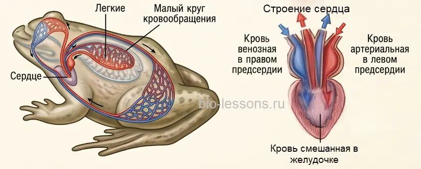 кровеносная и дыхательная система лягушки земноводные