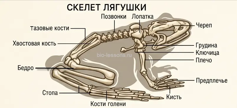 скелет лягушки